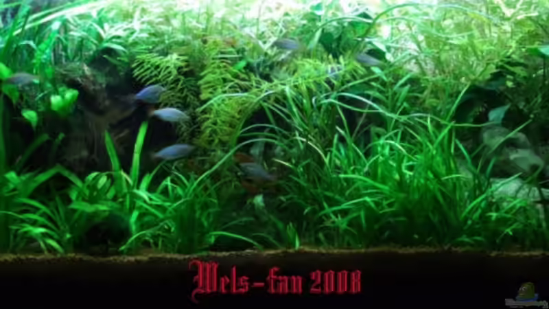 06.10.08 von Wels-fan (5)