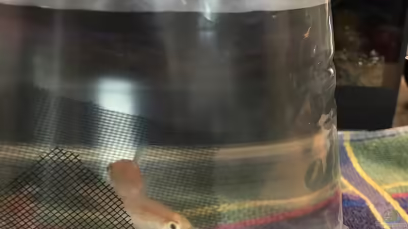 06.10.2022 Phenacogrammus interruptus von herkla (45)