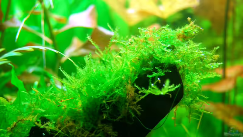 06.11.2012 Christmas Moos auf Wurzel gebunden von Sven Seibert (56)