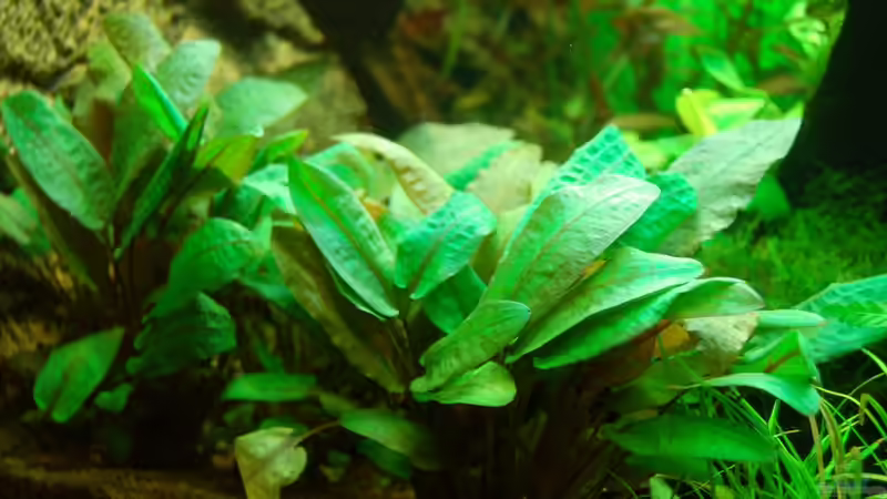 06.11.2012 Die Cryptocoryne wendtii TROPICA vorne rechts sind sehr dicht geworden von Sven Seibert (55)