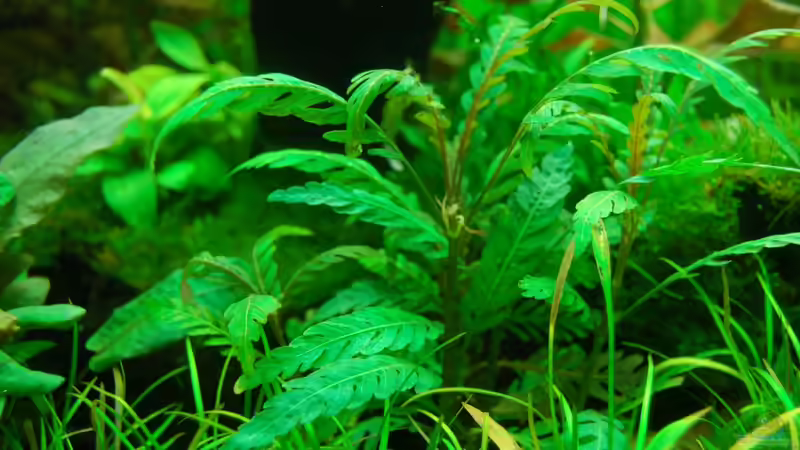 06.11.2012 Fiederspaltiger Wasserfreund / Hygrophila pinnatifida vorne links vor von Sven Seibert (58)