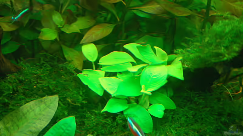 06.11.2012 Goldenes Zwergspeerblatt / Anubias nana GOLDBLATT mit Christmas Moos auf von Sven Seibert (57)