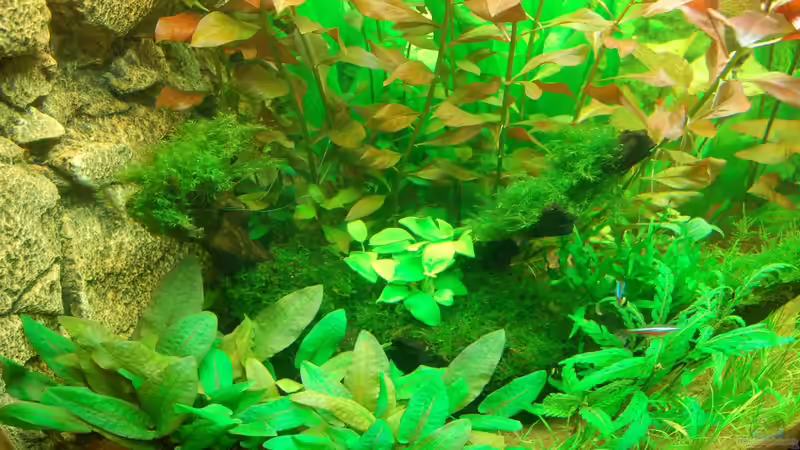 06.11.2012 Nahaufnahme mit Cryptocoryne wendtii TROPICA und Hygrophila pinnatifida vorne. Hinter der Wurzel befinden sich Ludwigia repens RUBIN von Sven Seibert (59)