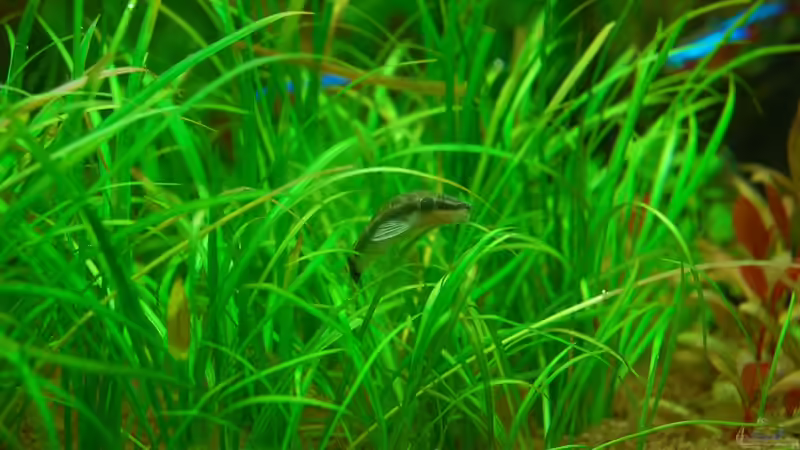 Echinodorus tenellus im Aquarium pflegen (Einrichtungsbeispiele für Grasartige Schwertpflanze)