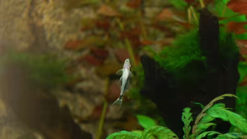 06.11.2012 Ohrgitter-Harnischwelse (Otocinclus) von Sven Seibert (80)