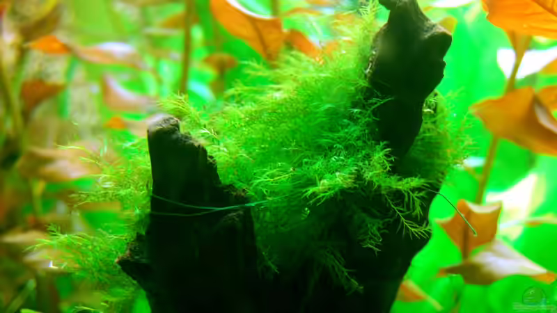 06.11.2012 Phoenix Moos / Fissidens fontanus auf Wurzel von Sven Seibert (54)