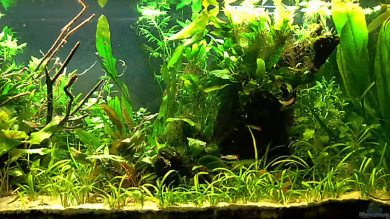 06-12-09 von Mario74 (5)