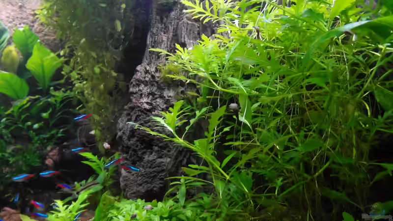 06.12.2013 von Intershrimpview (12)