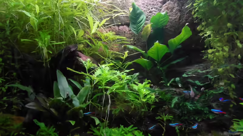 06.12.2013 von Intershrimpview (13)