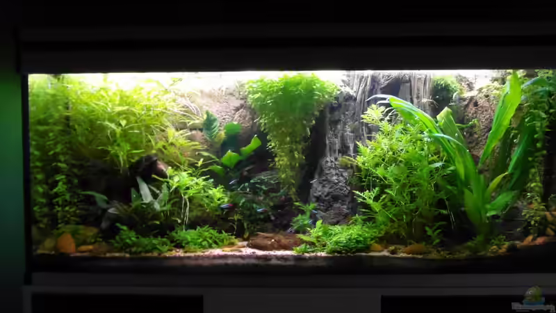 06.12.2013 von Intershrimpview (15)