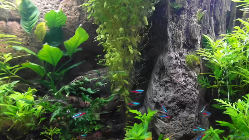 06.12.2013 von Intershrimpview (16)