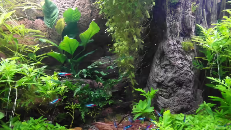 06.12.2013 von Intershrimpview (23)