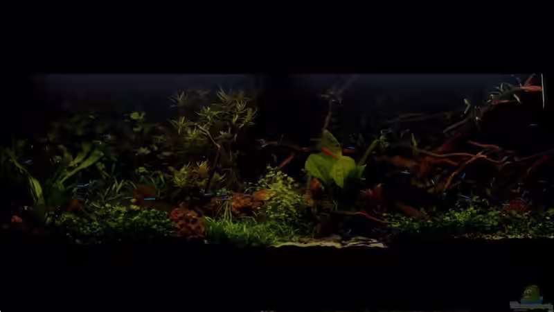 06.12.2020-Moonlignt 5000°K gedimt von brimar67 (4)