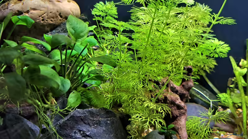 06.12.2023 von okefenokee (16)