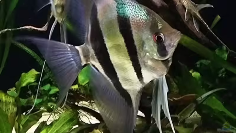 06.2015 von Dani B (26)