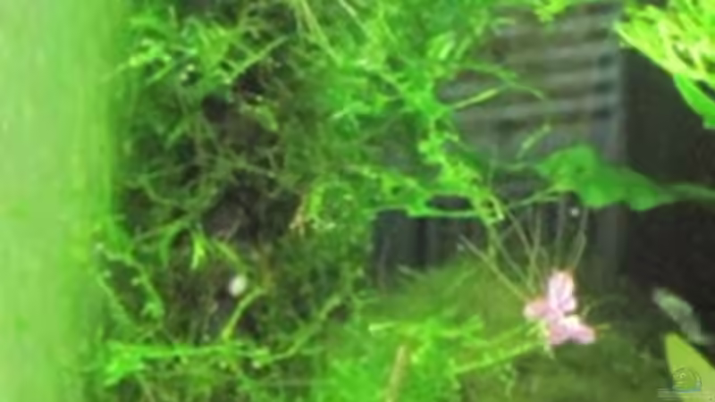 07.01.11 mit Javamoos umwickelter Bambus-Stab mit Saugnapf an Seitenscheibe angebracht von Opodeldok (26)