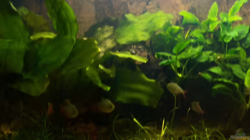 07.01.2015-Echinodorus Tenellus in den Vordergrund gesetzt von Schratze (4)