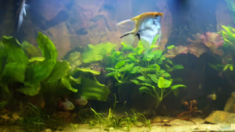 07.01.2015 von Schratze (5)