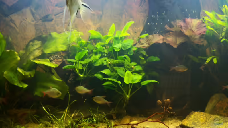 07.01.2015 von Schratze (6)