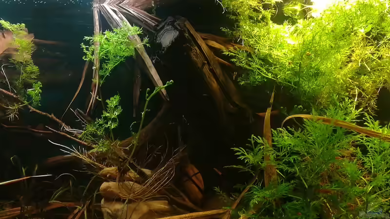 07.01.2018 von der Theoretiker (10)