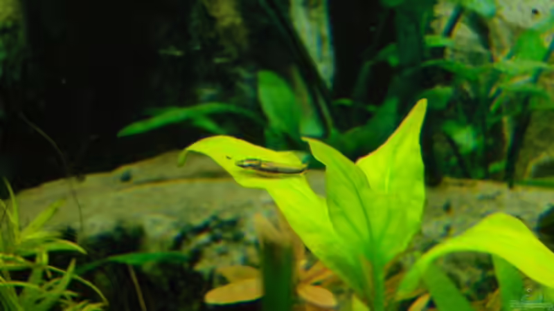 07.02.08 Nachwuchs von Hechtkärpfling von Aquarienfreund44 (34)