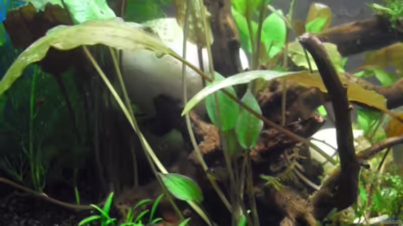 07.02.2011 von MiCa (5)