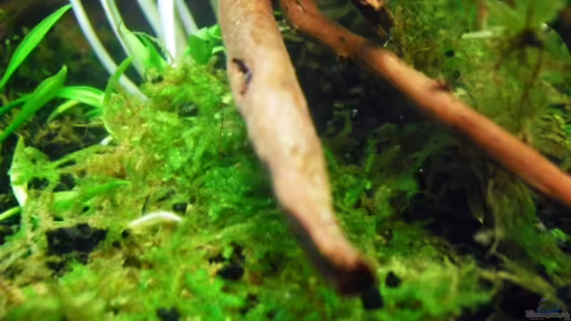 07.02.2011 von MiCa (6)