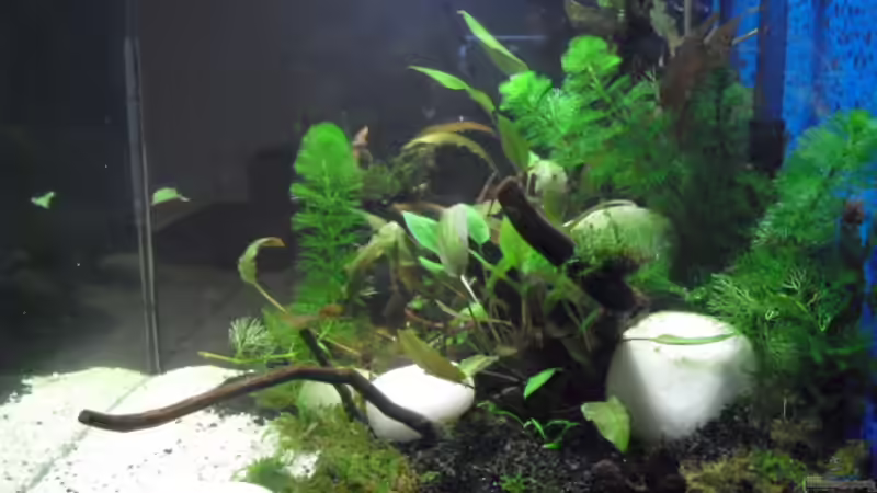 07.02.2011 von MiCa (8)