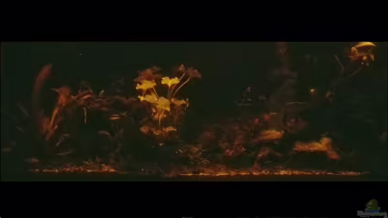 07.02.2017 - Moonlight (alte) 3000°K Led Rampe von brimar67 (11)