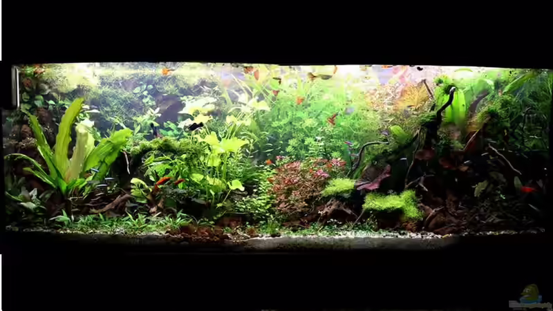 07.02.2017 von brimar67 (12)