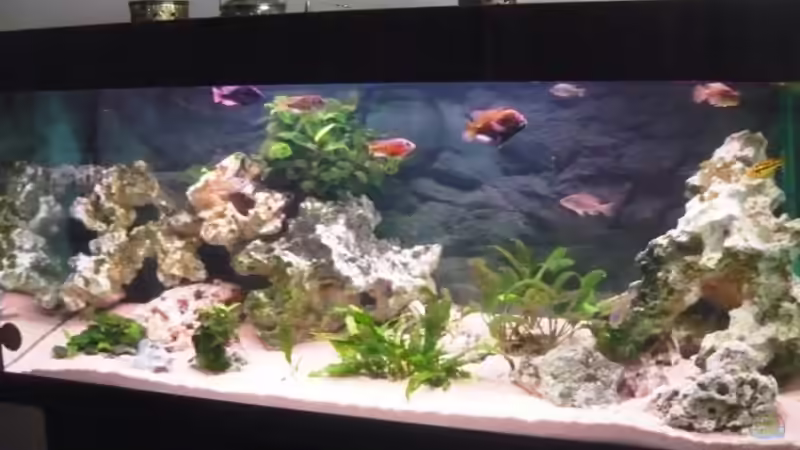 07.03.2009 von Berliner Tom (1)