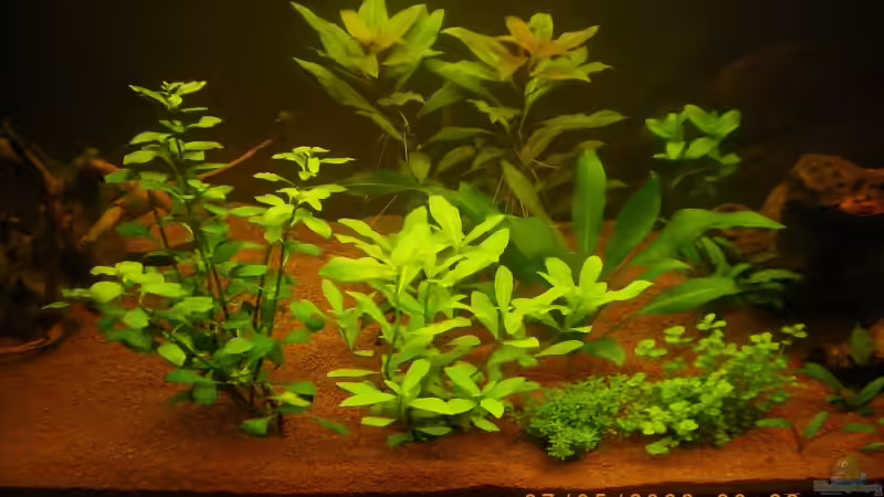 07.05.09 von Manuel Well (8)