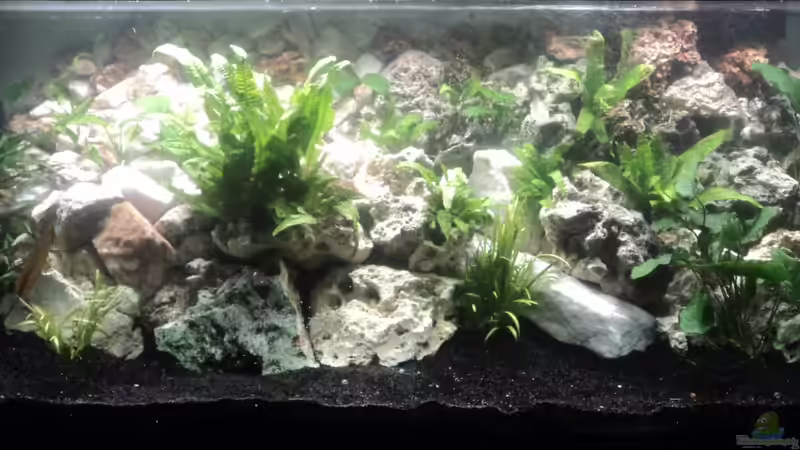 07.05.2012 Pflanzen alle drinn nur de Fische fehlen noch!! von Malawiwelt (10)