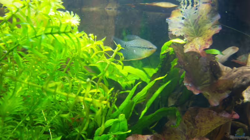 07.05.2015 - Mosaikfadenfisch von Schratze (87)