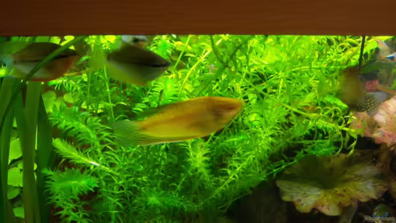 07.05.2015 - schöne Fadenfische von Schratze (86)