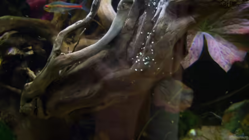 07.05.2015 - Wurzelhöhle von Schratze (2)