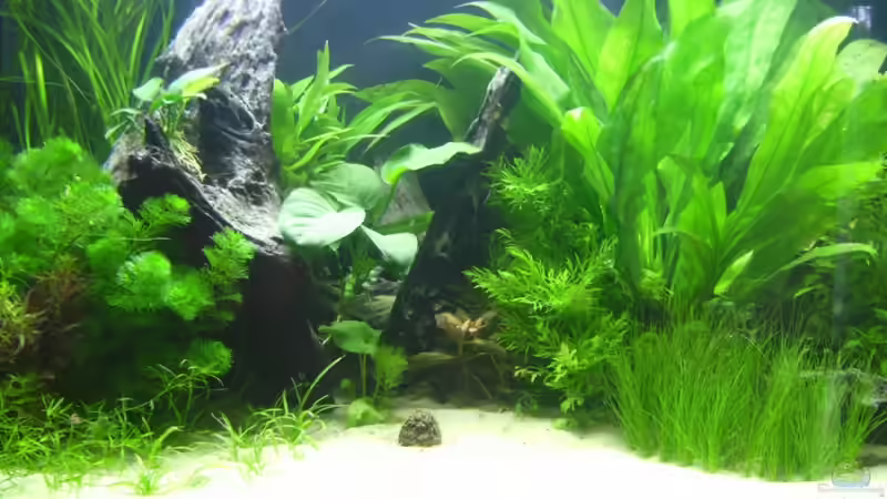 07.06.2009 ~ Linke Beckenseite (wer kann mir sagen welche Vallisneria-Art in der von Quyrill (7)