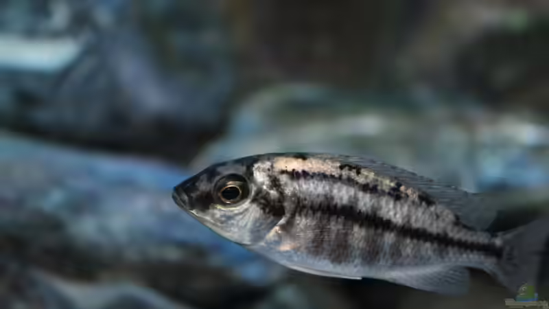 07.06.2013 von Marco O. (67)