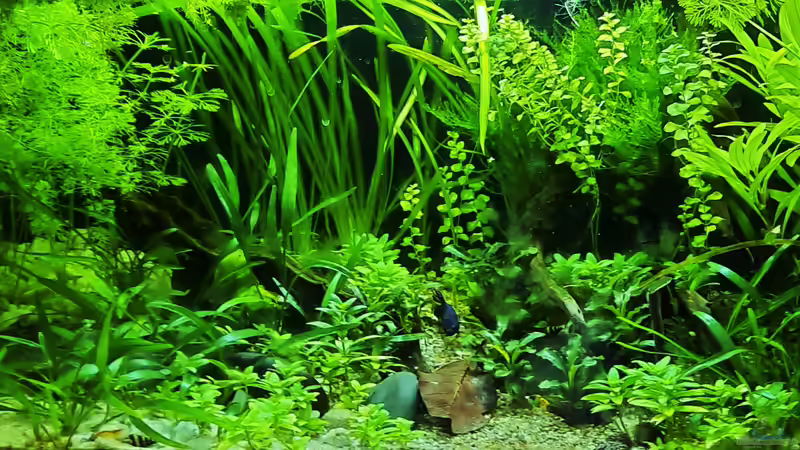 07.06.2021 von okefenokee (13)