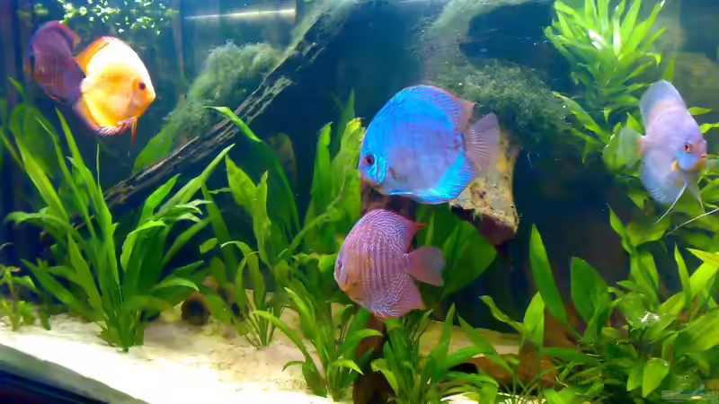 07.07.09 von Amazonasbecken.eu (10)