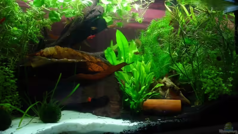 07.07.2008 von iptila (2)