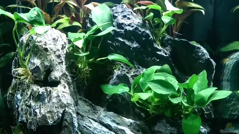 07.07.2015 von dima1969 (7)