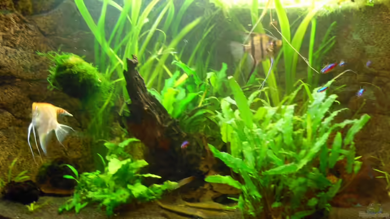 07.08.2012 von manala (11)