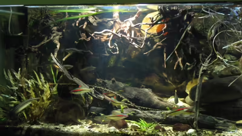 07.08.2017 mitte-links von der Theoretiker (10)