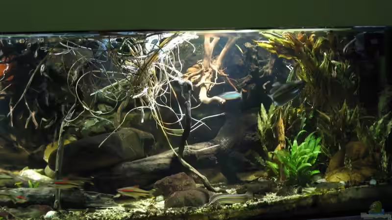 07.08.2017 mitte-rechts von der Theoretiker (11)