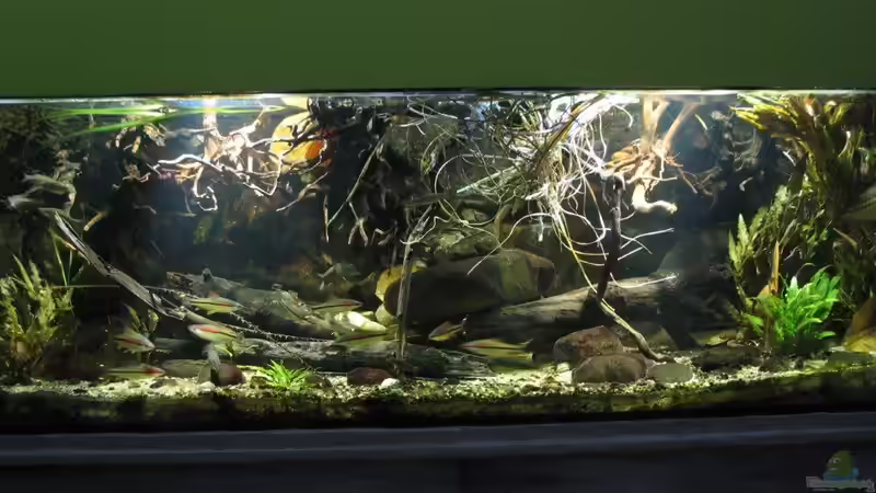 07.08.2017 von der Theoretiker (12)