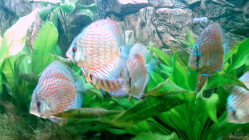 07.08 von Solitary (17)