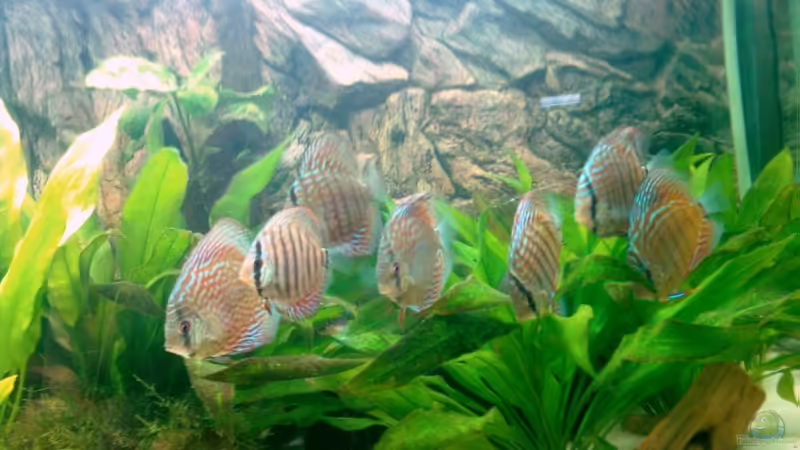 07.08 von Solitary (18)