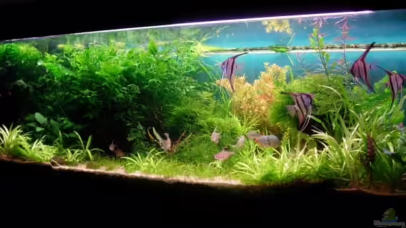 07.09.08 von Daniel_ (6)