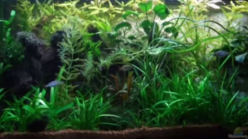 07.09.08 von Wels-fan (10)